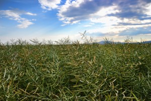 Keywords: agricultural;agriculture;bio;biofuel;bloom;blue;brassica;canola;cole;coleseed;color;colza;country;countryside;crop;day;eco;ecologic;ecology;energy;environment;farm;farming;farmland;field;flora;flower;fossil;gold;green;harvest;industry;land;landscape;natural;nature;oil;oilseed;plant;rapa;rape;rapeseed;ripe;ripeness;rural;season;seed;sky;summer;time
