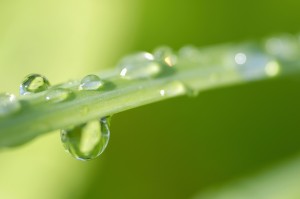 Grass with waterdrops, close-up